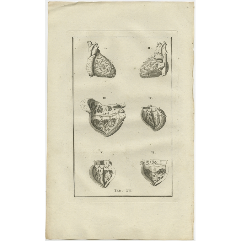 Pl. 16 Antique Anatomy Print of the Heart by Elwe (1798)