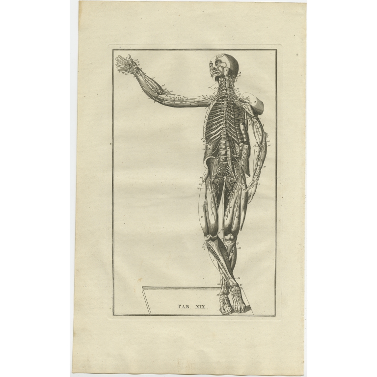 Pl. 19 Antique Anatomy Print of the Muscular System by Elwe (1798)