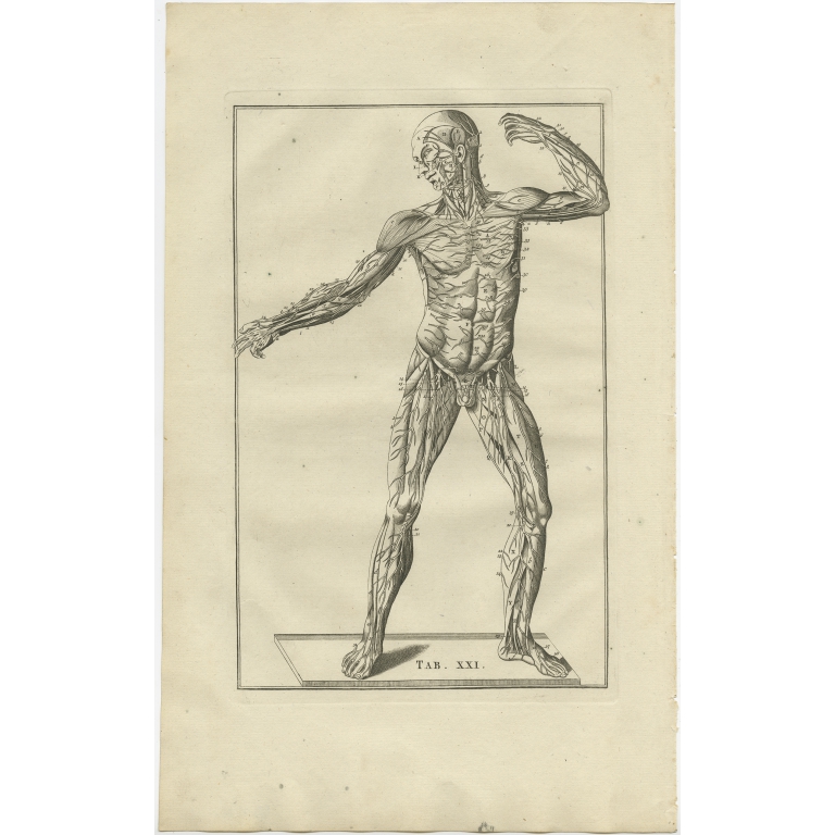 Pl. 21 Antique Anatomy Print of the Muscular System by Elwe (1798)