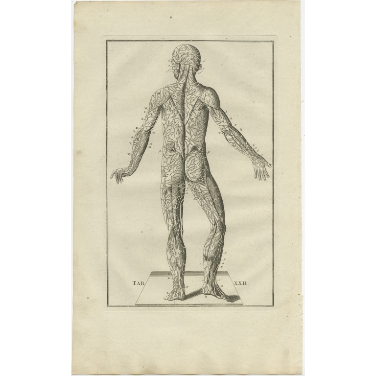 Pl. 22 Antique Anatomy Print of the Muscular System by Elwe (1798)