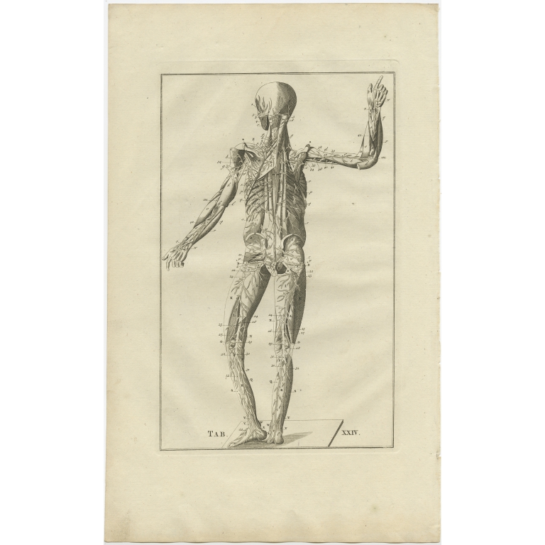 Pl. 23 Antique Anatomy Print of the Muscular and Nervous System by Elwe (1798)