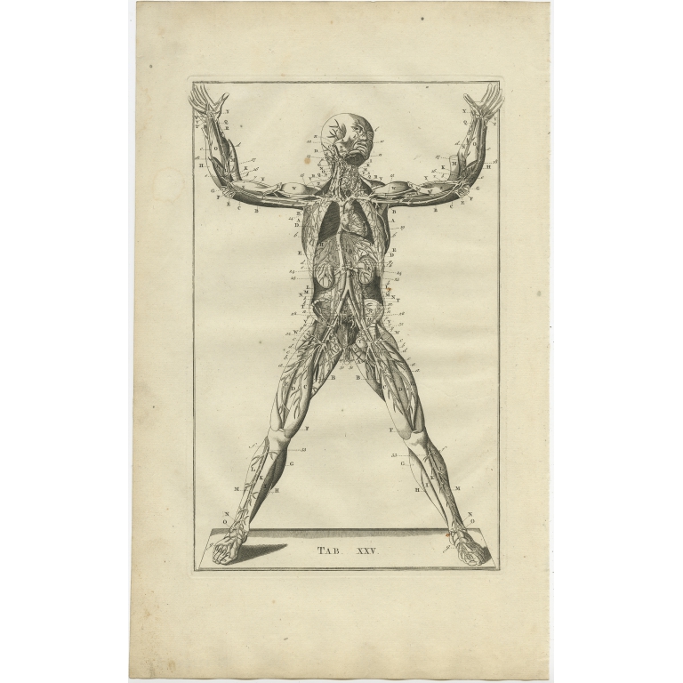 Pl. 24 Antique Anatomy Print of the Muscular and Venous System by Elwe (1798)