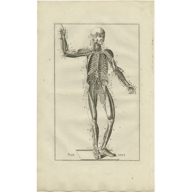 Pl. 26 Antique Anatomy Print of the Muscular and Venous System by Elwe (1798)