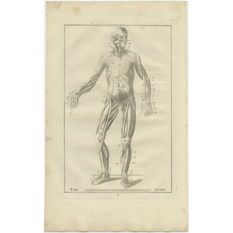 Pl. 28 Antique Anatomy Print of the Muscular System by Elwe (1798)