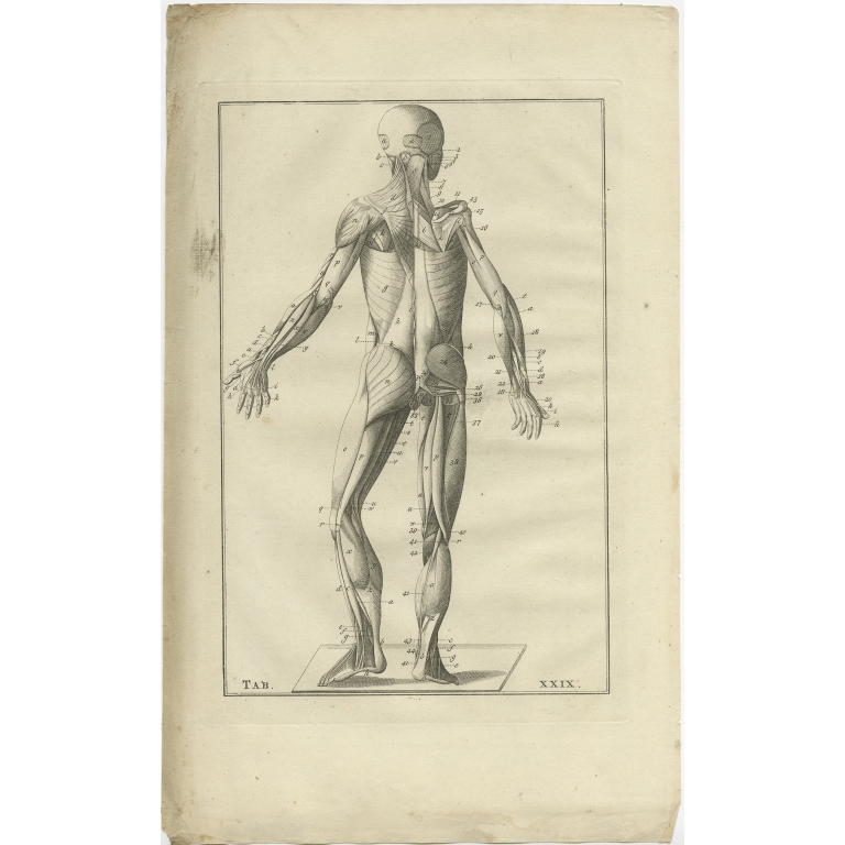 Pl. 29 Antique Anatomy Print of the Muscular System by Elwe (1798)
