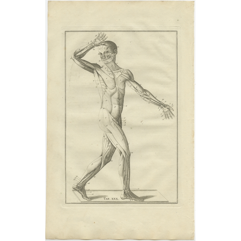 Pl. 30 Antique Anatomy Print of the Muscular System by Elwe (1798)