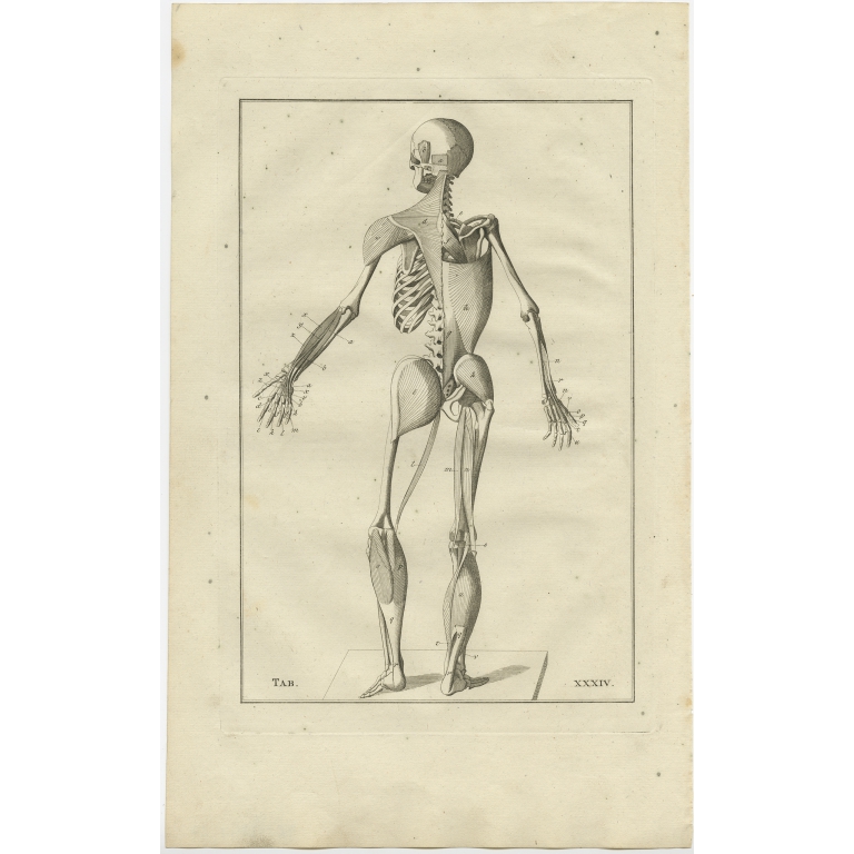 Pl. 34 Antique Anatomy Print of the Muscular System by Elwe (1798)