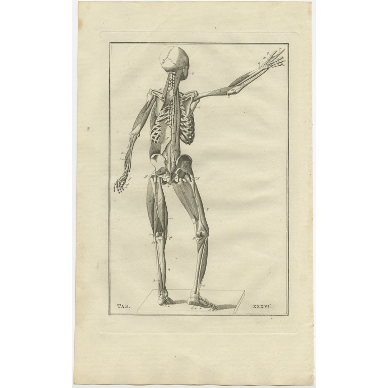 Pl. 36 Antique Anatomy Print of the Muscular System by Elwe (1798)
