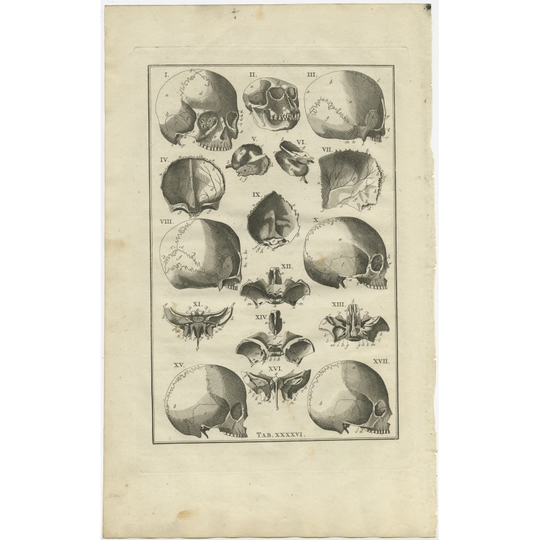 Pl. 46 Antique Anatomy Print of the Head by Elwe (1798)