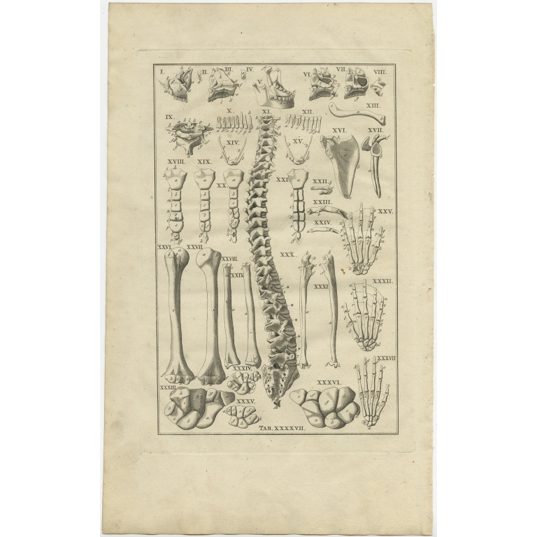 Pl. 47 Antique Anatomy Print of the Human Skeleton by Elwe (1798)