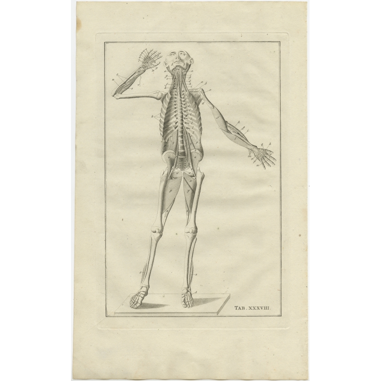 Pl. 48 Antique Anatomy Print of the Human Skeleton by Elwe (1798)