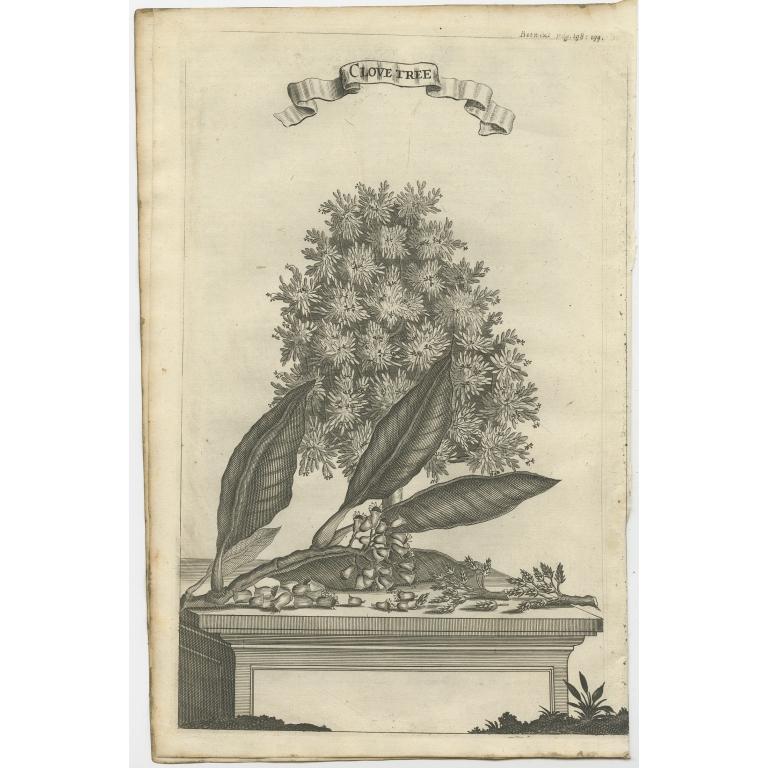 Antique Print of a Clove Tree by Nieuhof (1659)