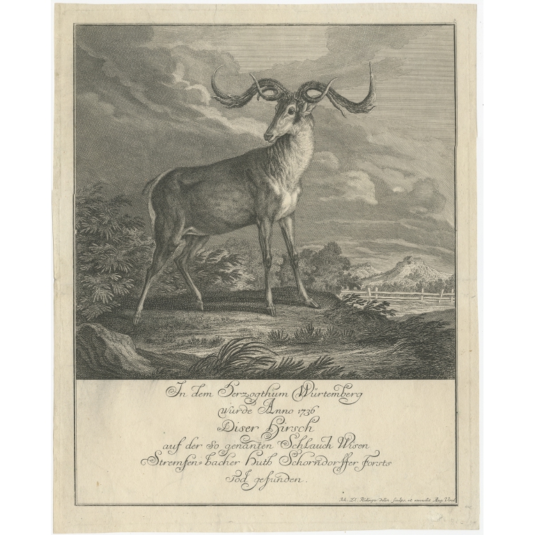 Antique Print of a Deer by Ridinger (1740)