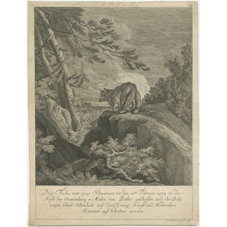 Antique Print of a Fox with two Tails by Ridinger (c.1745)