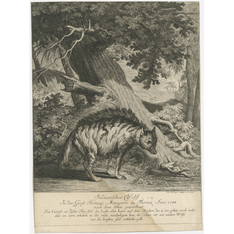 Antique Print of an Indian Wolf by Ridinger (c.1745)