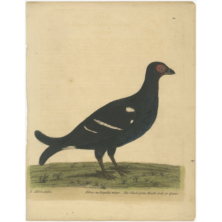 Antique Bird Print of the Black Grouse by Albin (c.1738)