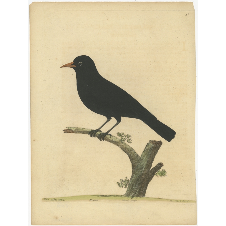 Antique Print of the Common Blackbird by Albin (c.1738)