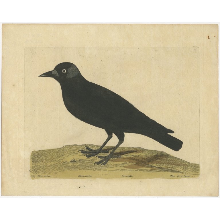 Antique Bird Print of the Western Jackdaw by Albin (c.1738)