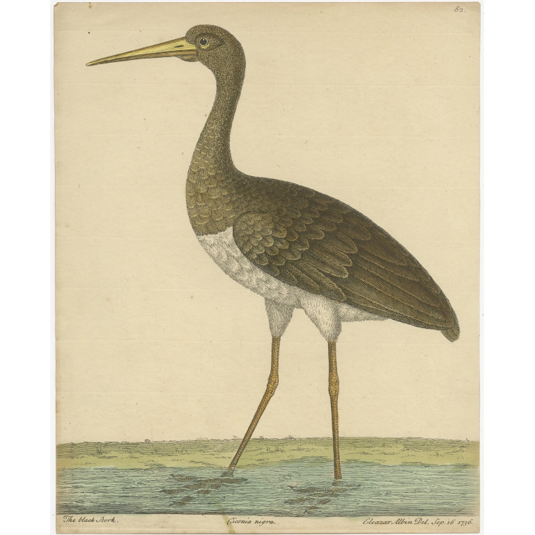 Antique Bird Print of the Black Stork by Albin (c.1738)