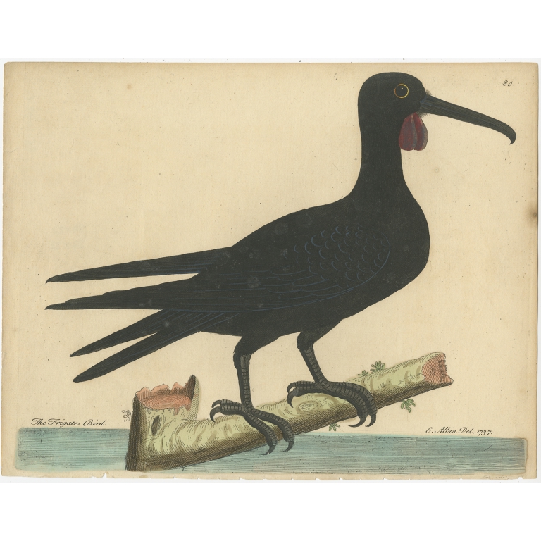 Antique Bird Print of the Frigatebird by Albin (c.1738)