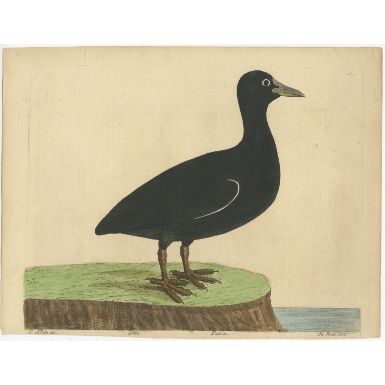 Antique Bird Print of the Eurasian Coot by Albin (c.1738)