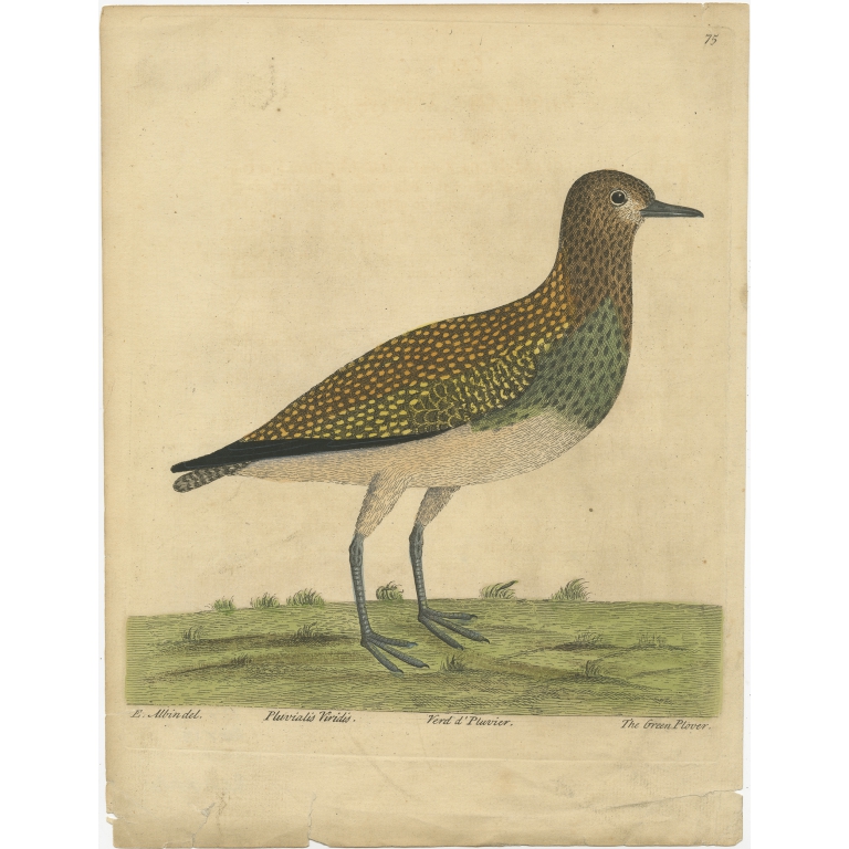 Antique Print of the Northern Lapwing by Albin (c.1738)