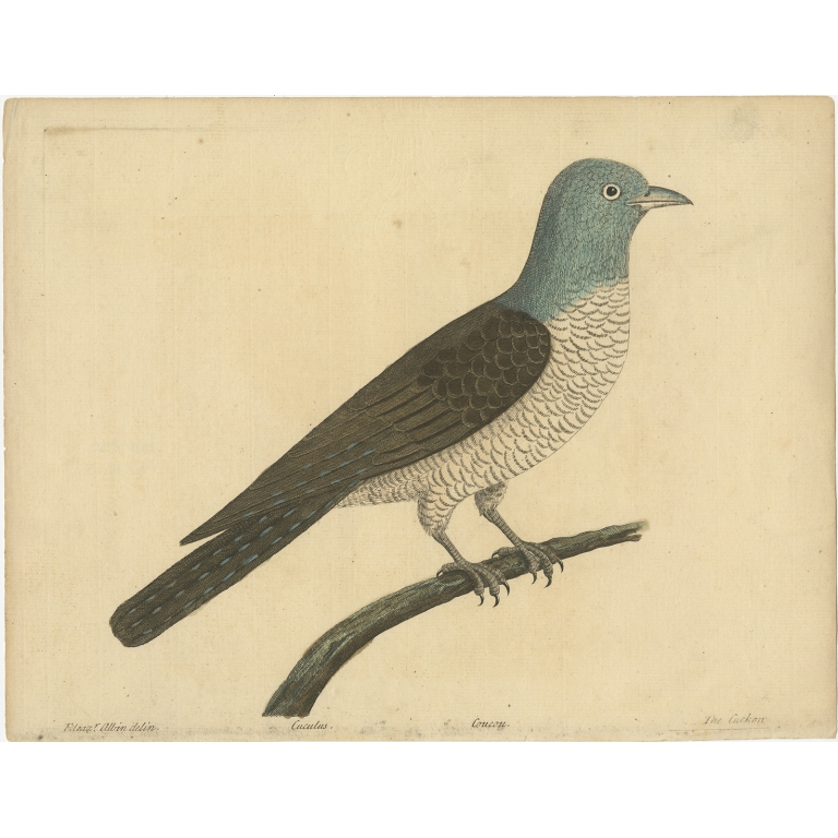 Antique Bird Print of the Common Cuckoo by Albin (c.1738)