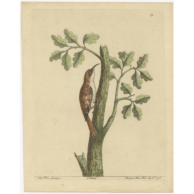 Antique Bird Print of the Eurasian Treecreeper by Albin (c.1738)
