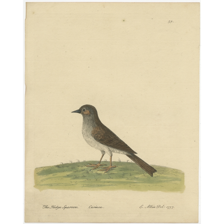Antique Bird Print of the Dunnock by Albin (c.1738)