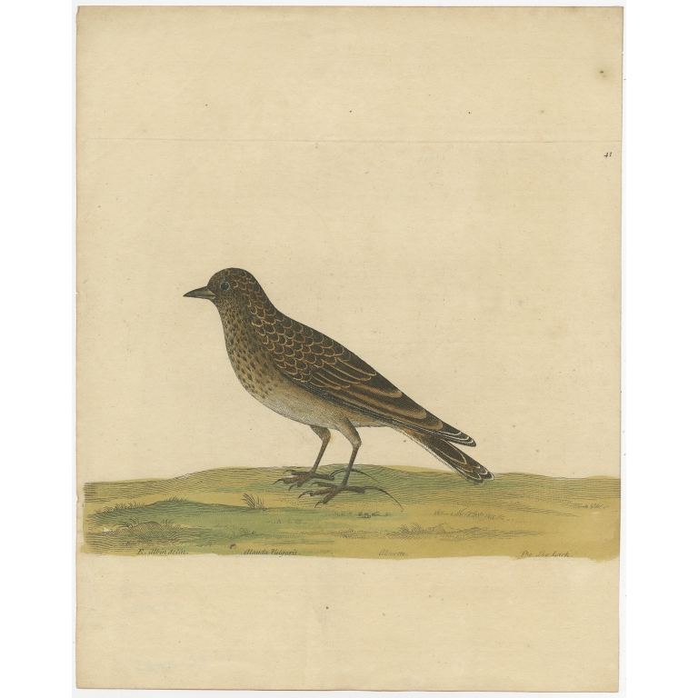 Antique Bird Print of the Eurasian Skylark by Albin (c.1738)