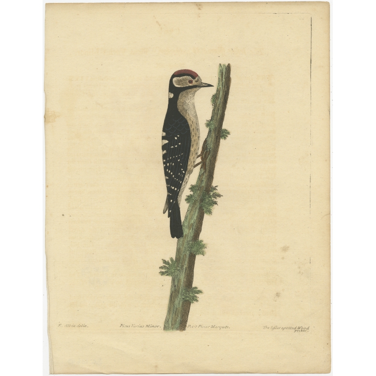 Antique Bird Print of the Lesser Spotted Woodpecker by Albin (c.1738)