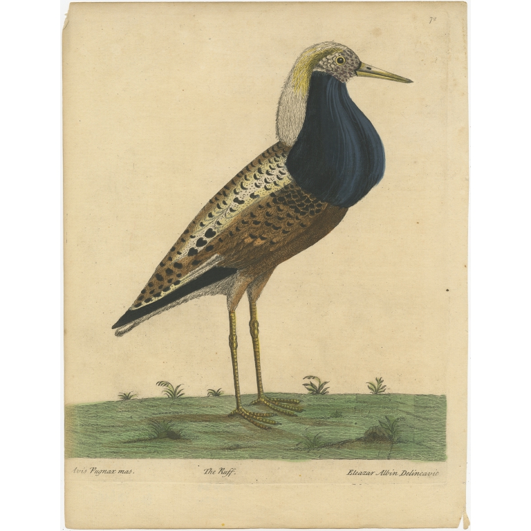 Antique Print of the Male Ruff Bird by Albin (c.1738)