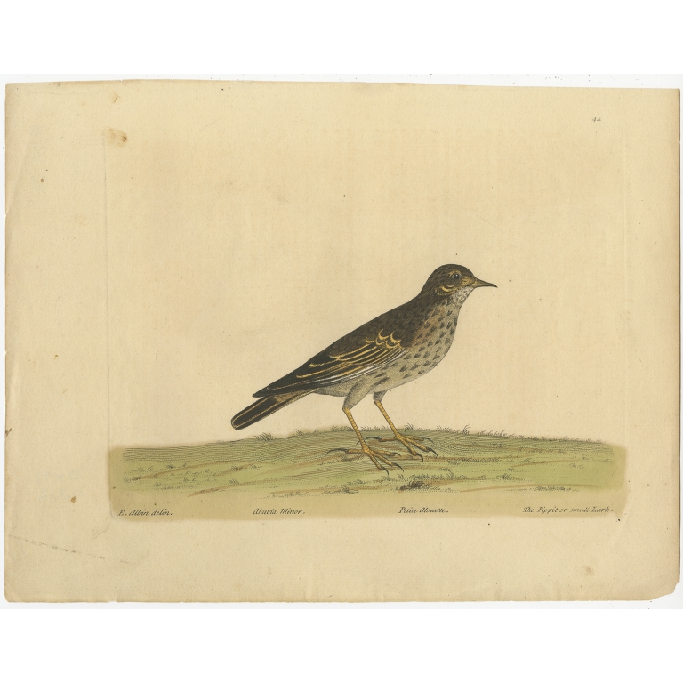 Antique Bird Print of the Small Lark by Albin (c.1738)