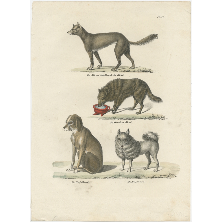 Antique Print of the Sheepdog and other Dog Breeds by Schinz (1845)