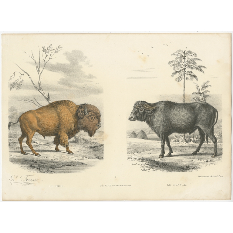 Antique Print of a Bison and Buffalo by Travies (c.1860)