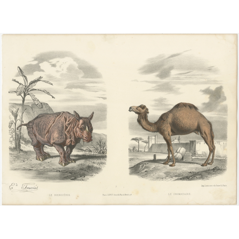 Antique Print of a Rhino and Dromedary by Travies (c.1860)