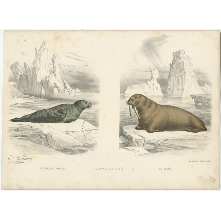 Antique Print of a Seal and Walrus by Travies (c.1860)