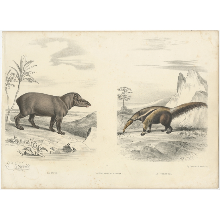 Antique Print of a Tapir and Anteater by by Travies (c.1860)