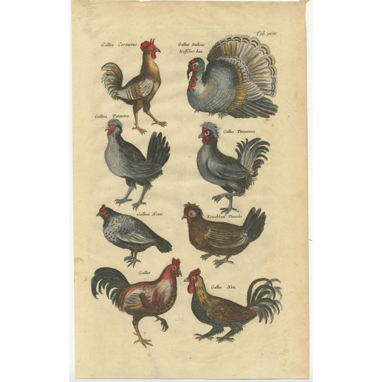 Antique Bird Print of Chicken and Fowl Species by Johnston (1657)
