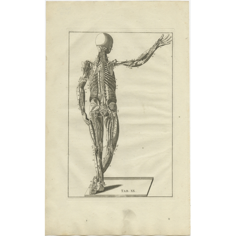 Pl. 20 Antique Anatomy Print of the Muscular System by Elwe (1798)