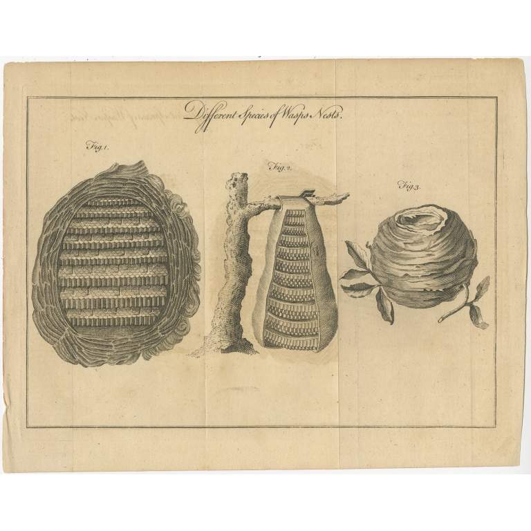 Antique Print of Wasp Nests (c.1780)