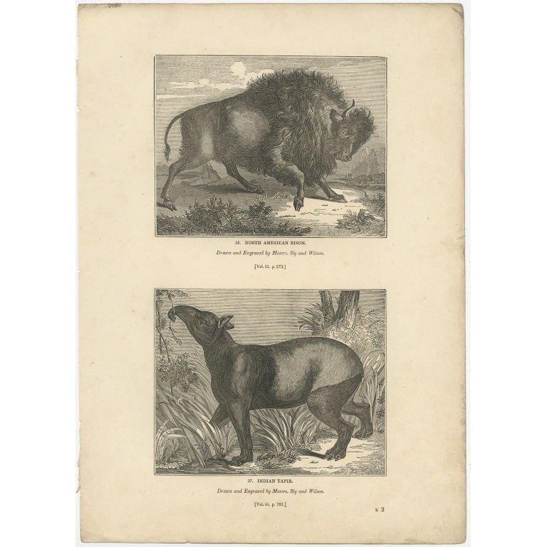 Antique Print of a Bison and Tapir by Knight (1835)