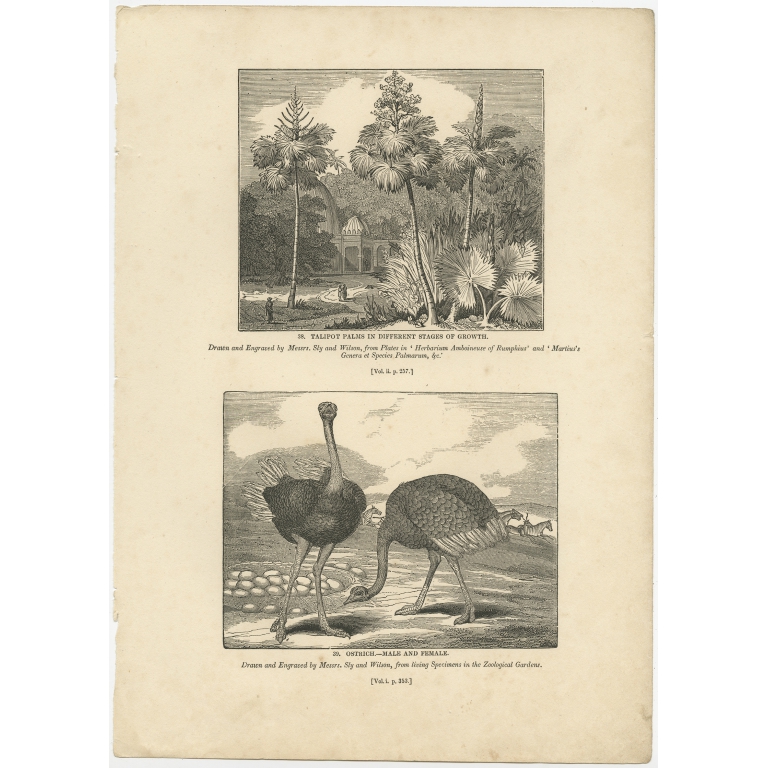 Antique Print of Talipot Palms and Ostriches by Knight (1835)