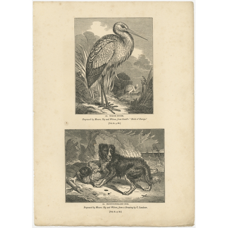 Antique Print of a Stork and Newfoundlander Dog by Knight (1835)
