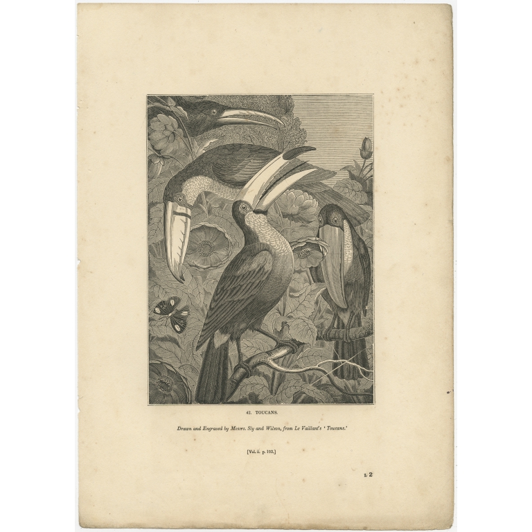 Antique Print of Toucans by Knight (1835)