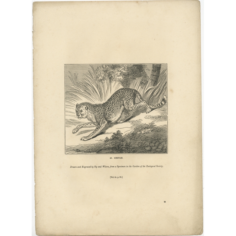 Antique Print of a Cheetah by Knight (1835)