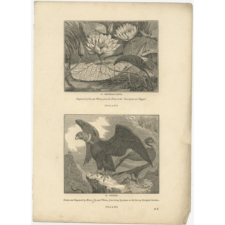 Antique Print of Egyptian Lotus and a Condor Bird by Knight (1835)