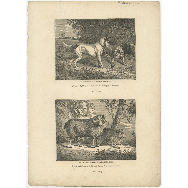 Antique Print of Terriers and Merino Sheep by Knight (1835)