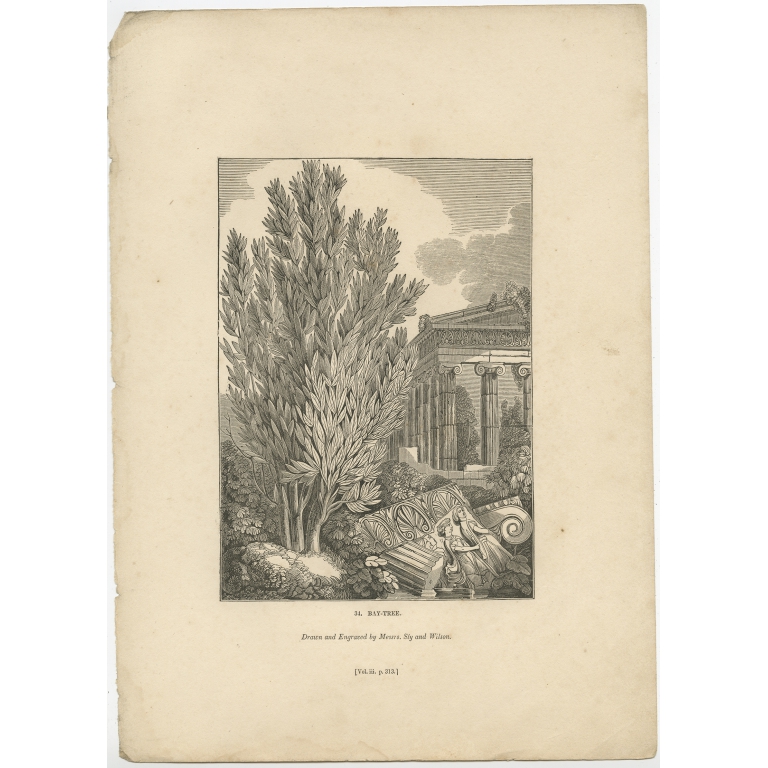 Antique Print of Laurus Nobilis by Knight (1835)