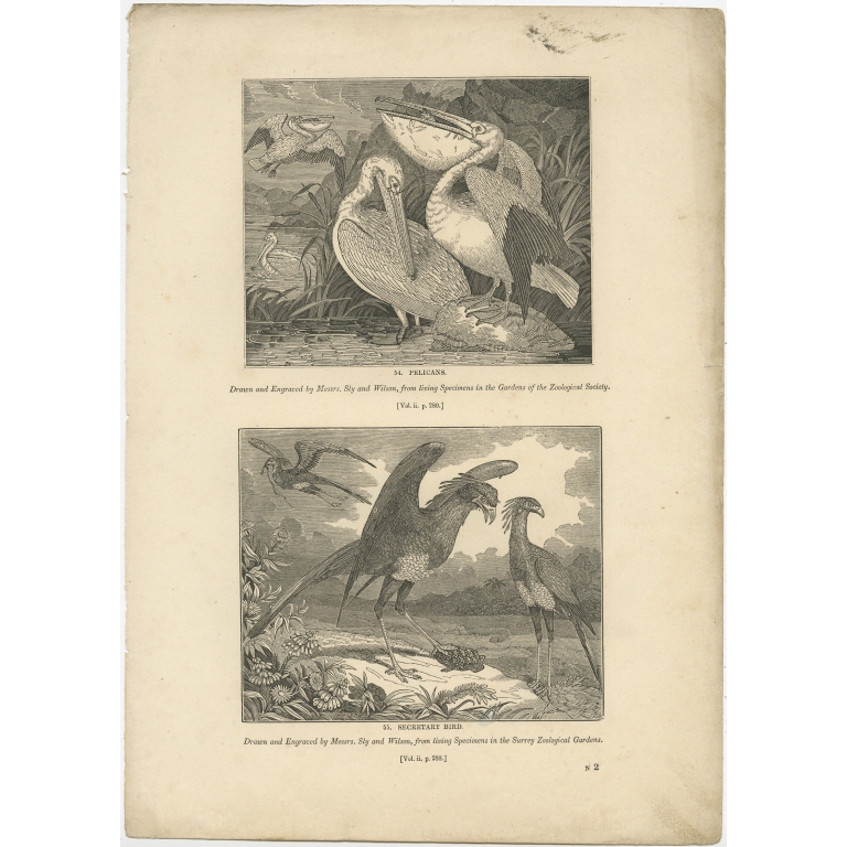 Antique Print of Pelicans and Secretary Birds by Knight (1835)